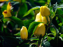 photo "***"