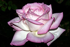 photo "The rose"