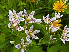 фото "Mountain Flowers"