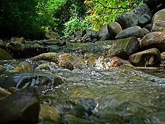 photo "Forest Creek Georgia"