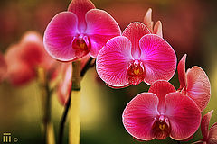 photo "***"