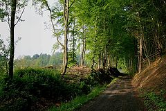 фото "буковый лес"