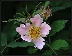 photo "dog-rose"