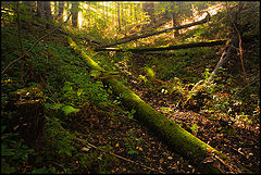 фото "Magic forest"
