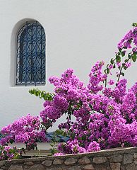 фото "summer's colours"