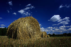 фото "Reaping time"