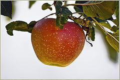 photo "An apple for Eve"