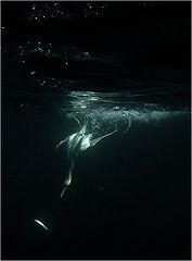 photo "***"