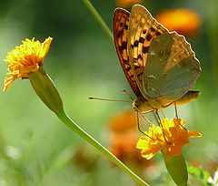 фото "Argynnis pandora"