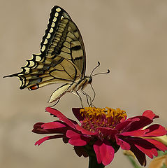 фото "Papilio machaon"