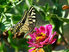 photo "Papilio machaon"