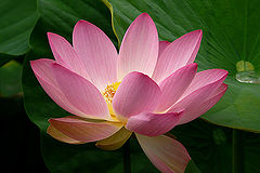 photo "Lotus"