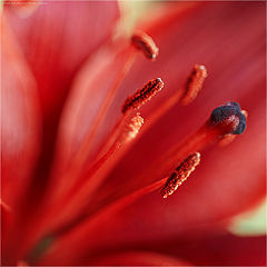 photo "Lilly flower"