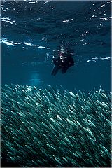 photo "Sardine Run, Bait Ball"
