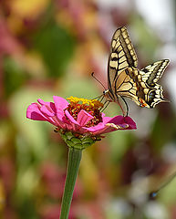 фото "Papilio machaon"