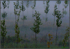 фото "FOG II"
