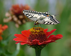 photo "Papilio machaon"