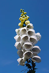 фото "To sky /"