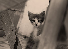 photo "***"