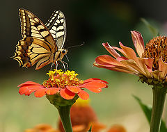 фото "Papilio machaon"