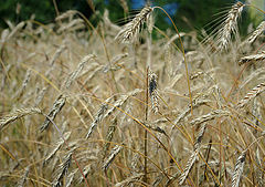 photo "The Rye"