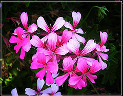 photo "***"
