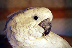 фото "Look / Bзгляд"