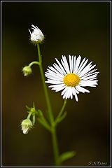photo "***"