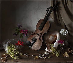 фото "Скрипка и раковина"