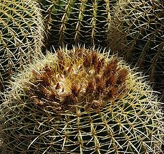 photo "Cactus"