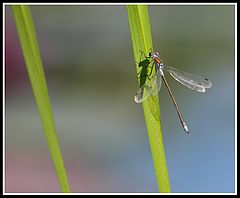 photo "Dragonfly"