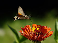 фото "Hummingbird Hawk-moth - Macroglossum stellatarum"