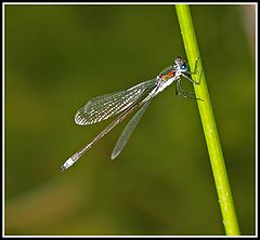 photo "Dragonfly"