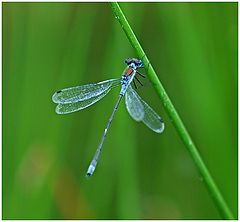 photo "Dragonfly"