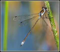 photo "Dragonfly"