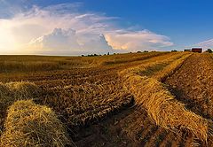 фото "Ещё не убраны с полей хлеба..."