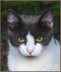 photo "***"