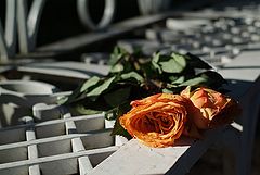 photo "flora"