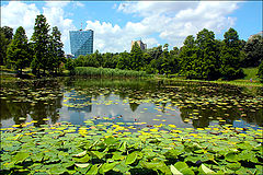 фото "Lake with water lilies"