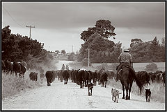 photo "Cowboys"