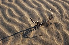 photo "Among the sands."