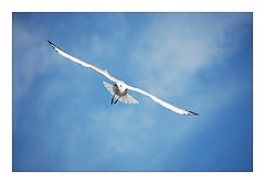 фото "seagul"