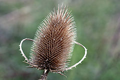 photo "Microphone birds / Mикрофон птиц"
