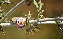photo "Snails"