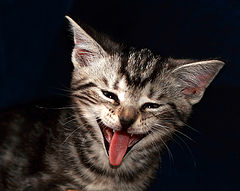фото "Smile"