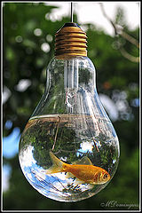 photo "happy fish"