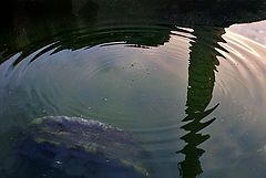 photo "***"