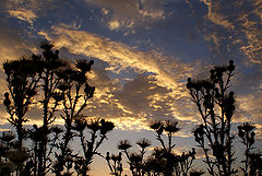 photo "Sunset"