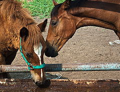 photo "Quiet conversation"