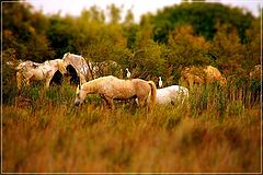 фото "Horses in the "Camargue" ( France )"
